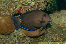 ocean surgeonfish